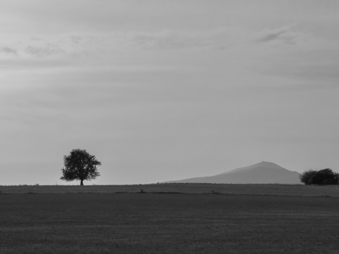 Lonely tree